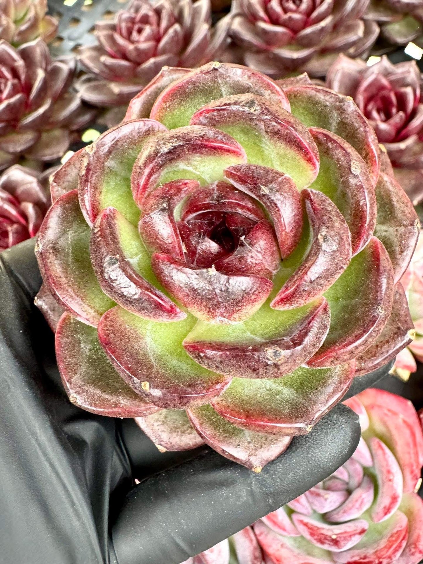 Echeveria Black Orange | Live Succulent Plant | Korean Succulent | Variegated Pachyveria | Imported Plants