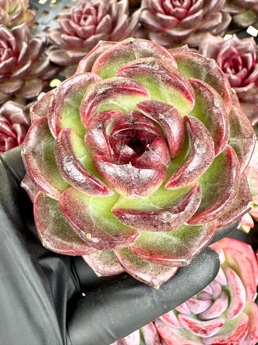 Echeveria Black Orange | Live Succulent Plant | Korean Succulent | Variegated Pachyveria | Imported Plants