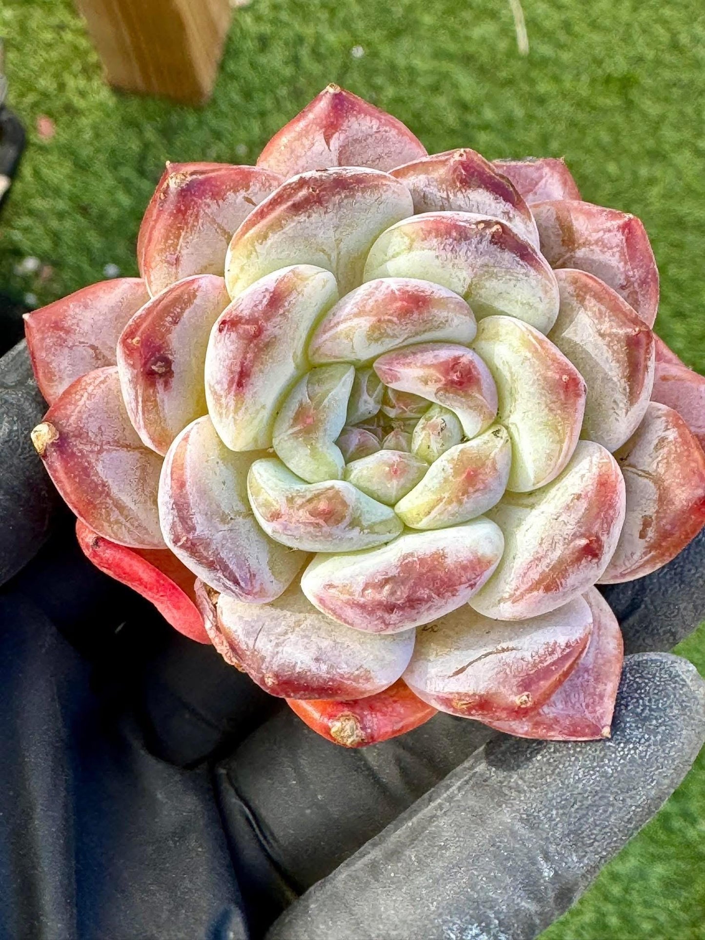 Echeveria Chocolate Ice | Live Succulent Plant | Korean Succulent | Variegated Echeveria | Imported Plants | Echeveria Clusters