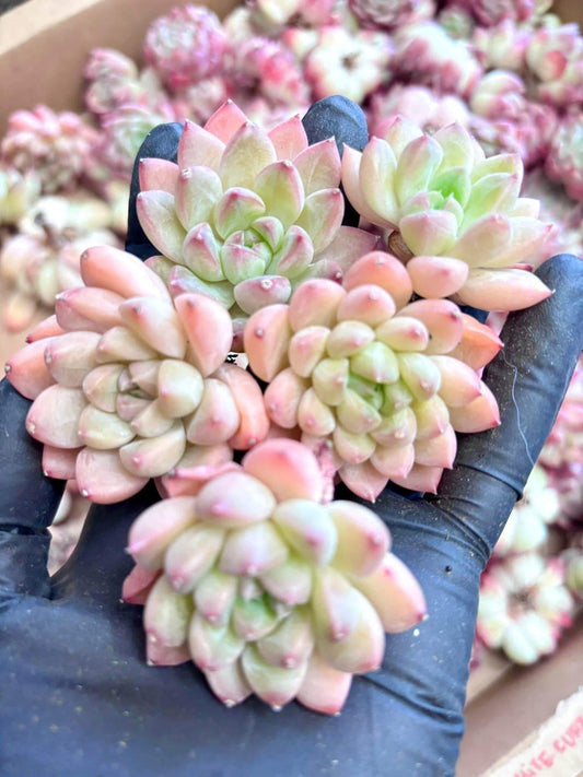 Echeveria Little Racoon | Live Succulent Plant | Imported Plants | Imported Echeveria