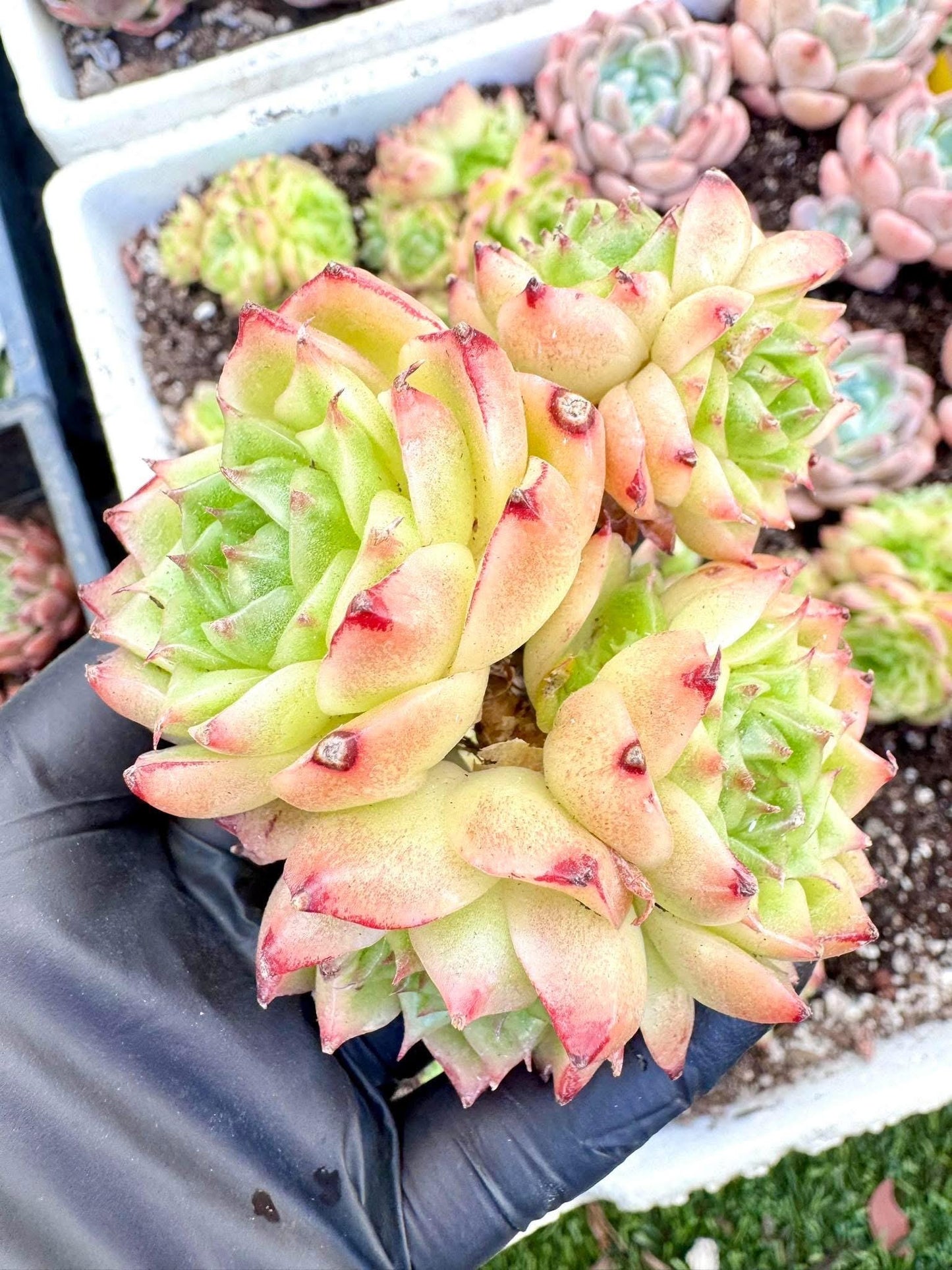 Echeveria Hope Snow | Live Succulent Plant | Korean Succulent | Variegated Echeveria | Imported Plants | Echeveria Clusters