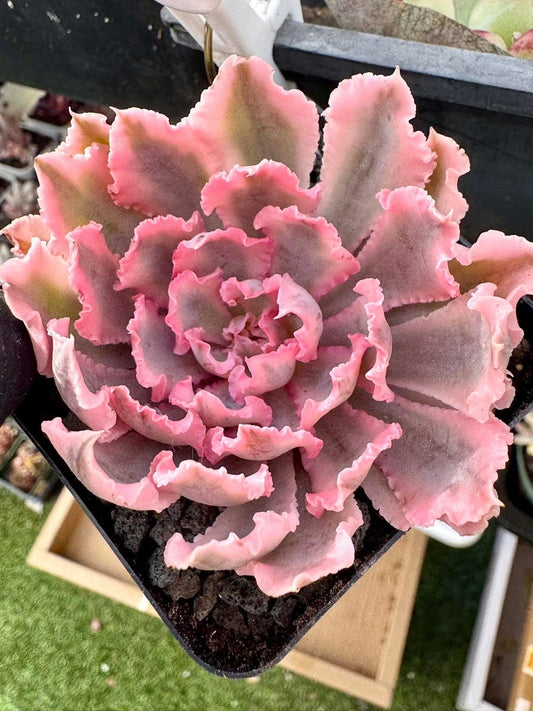 Echeveria Neon Breaker Variegated | Rare Imported Succulent | Collector’s Succulent