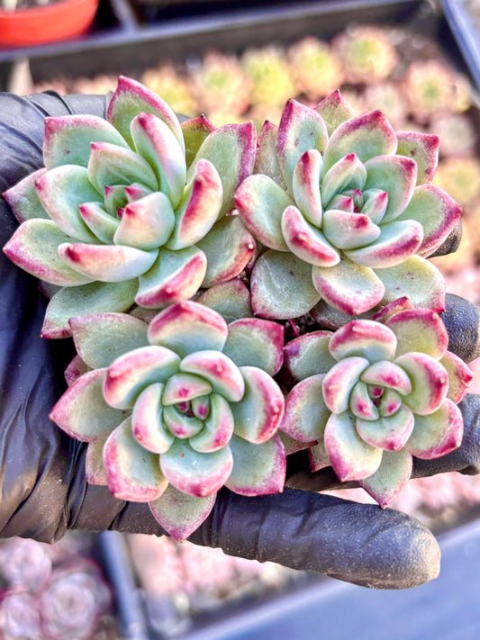 Echeveria Daredevil size ~4” | Live Succulent Plant | Korean Succulent | Rare Imported Echeveria | Imported Plants