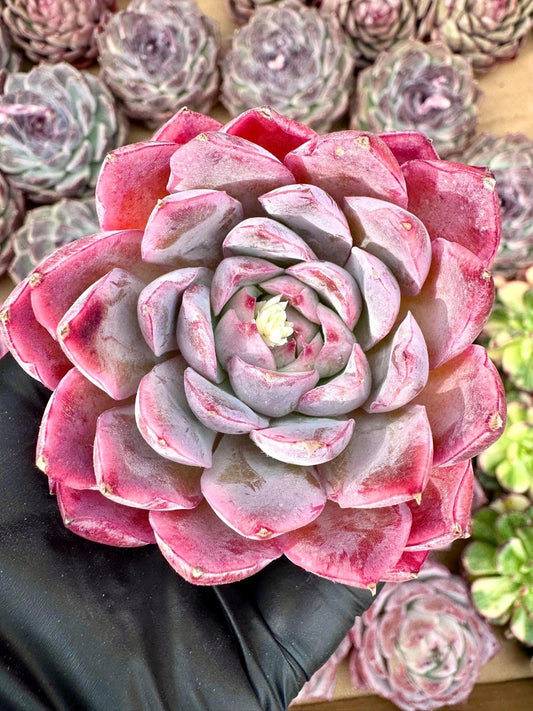 Echeveria Pink Panther | Rare Imported Succulent | Collector’s Succulent