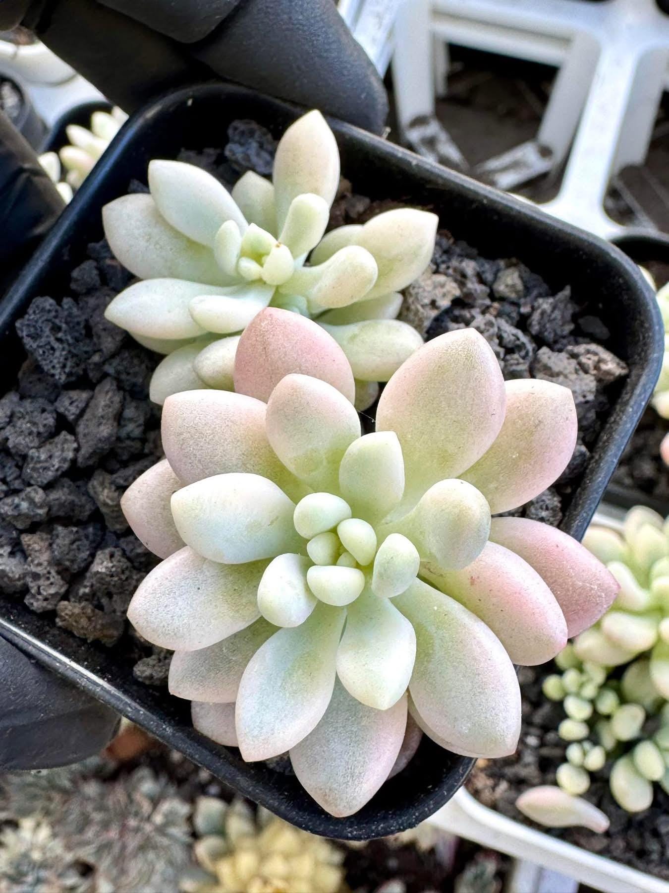 Echeveria Rococo Variegated | Live Succulent Plant | Korean Succulent