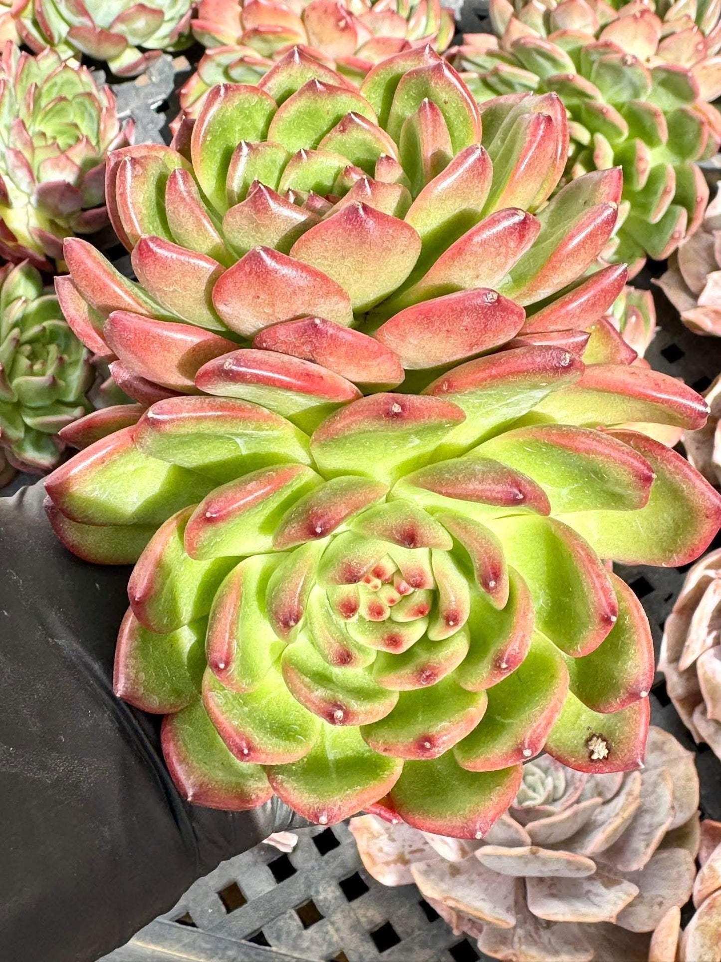 Echeveria Luna | Live Succulent Plant | Korean Succulent | Variegated Echeveria | Imported Plants