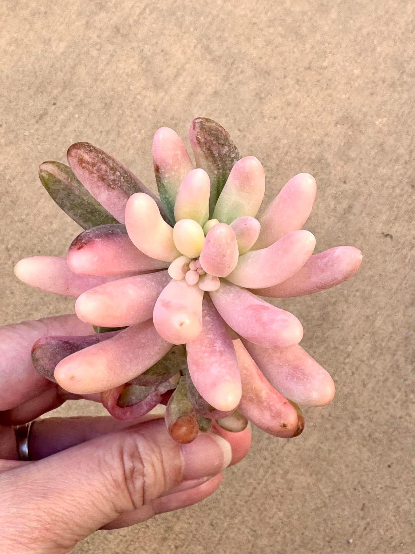 Echeveria Sedum Rose Variegated | Rare Imported Succulent | Collector Succulent