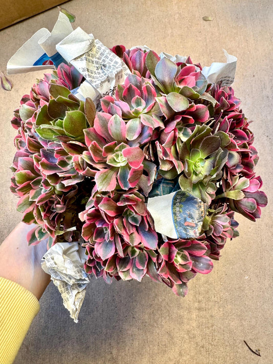 Variegated Aeonium Pink Witch Rainbow 2 Tone | Rare Imported Succulent | Collector’s Succulent