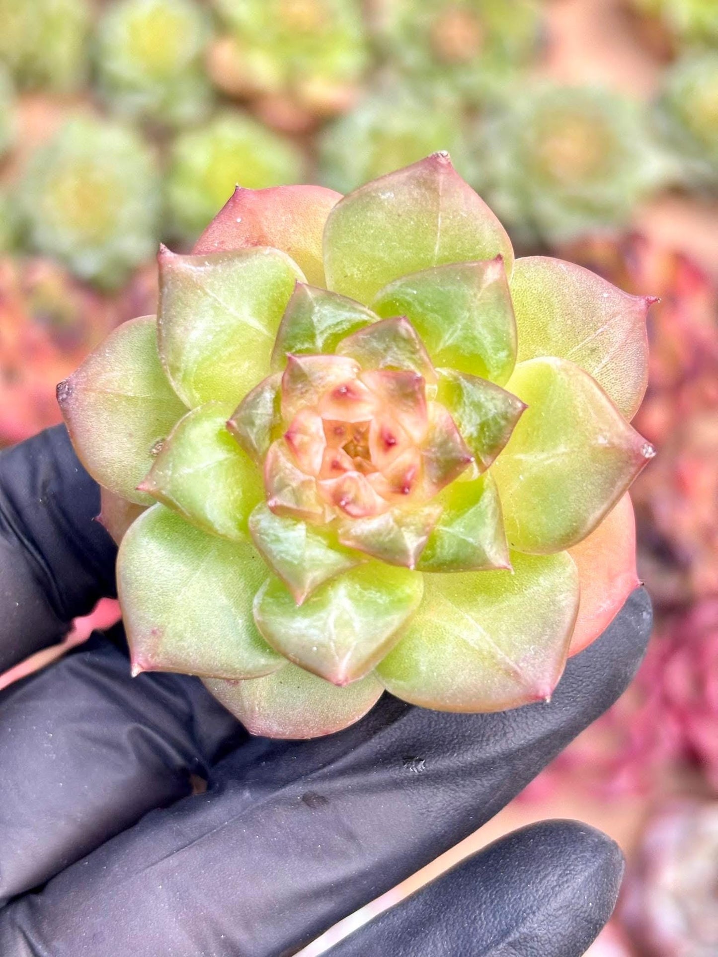 Echeveria High Jelly | Live Succulent Plant | Korean Succulent | Rare Imported Echeveria | Imported Plants