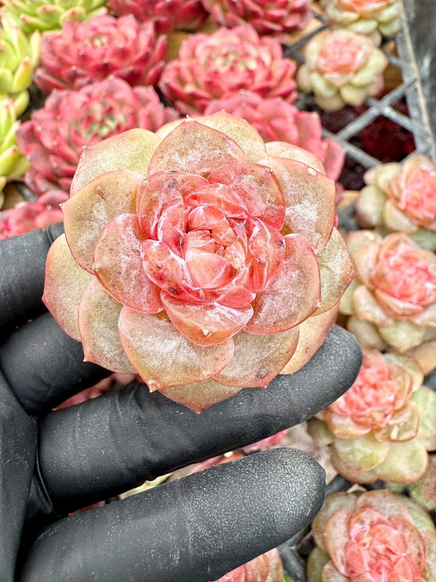 Echeveria Blue Heart | Live Succulent Plant | Korean Succulent | Variegated Echeveria | Imported Plants
