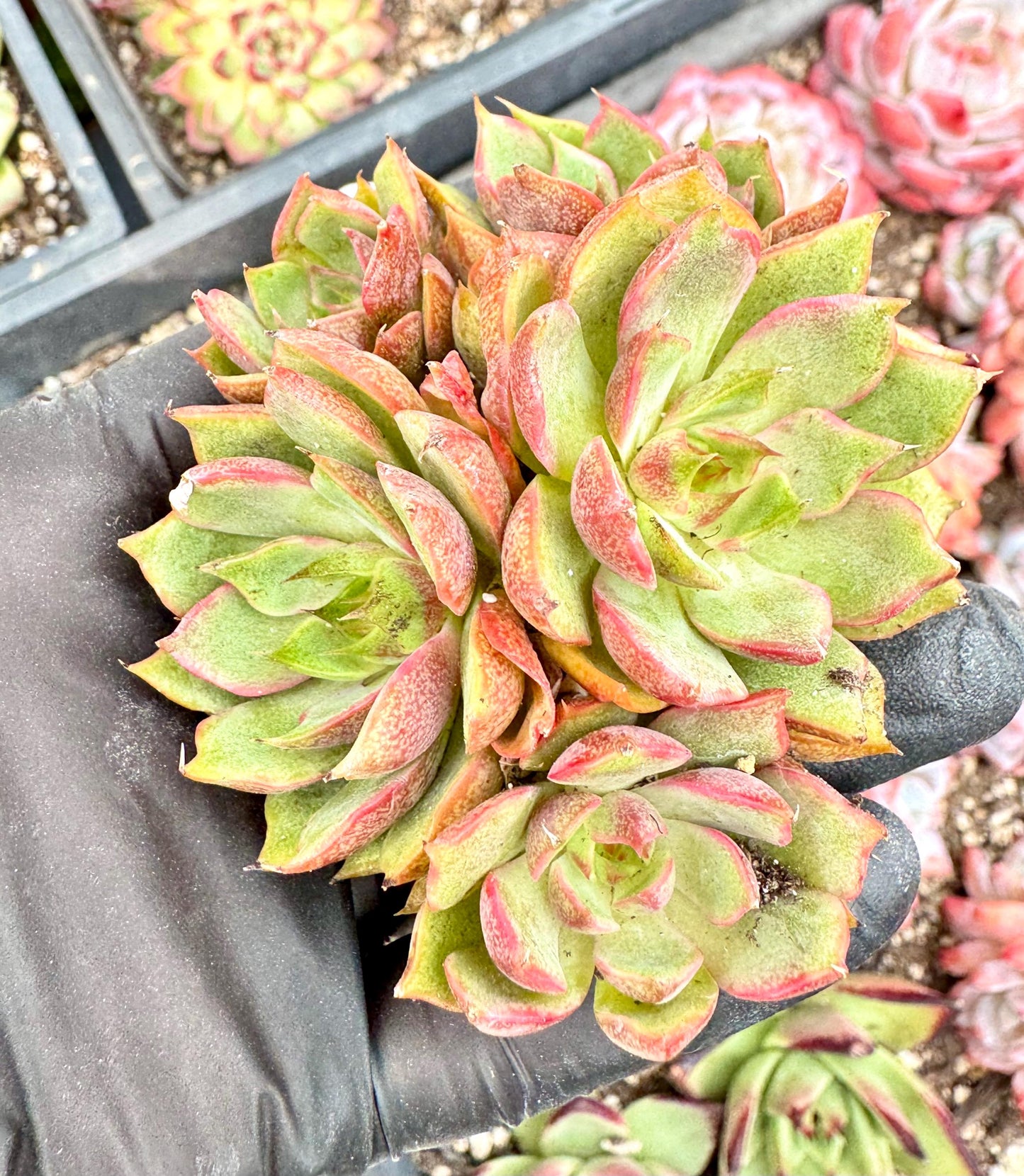 Echeveria Siddas | Live Succulent Plant | Echeveria Cluster | Rare Imported Echeveria | Imported Plants