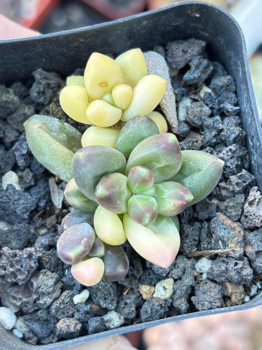 Pachyphytum compactum variegated | Live Succulent Plant | Echeveria Cluster | Rare Imported Echeveria | Imported Plants
