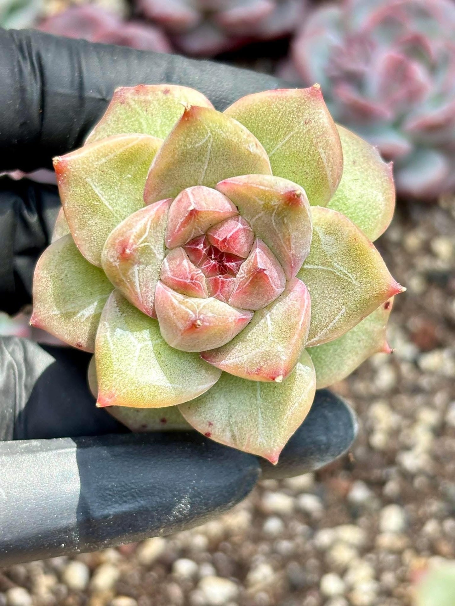 Echeveria Marigold size ~2.25” | Live Succulent Plant | Korean Succulent | Variegated Echeveria | Imported Plants | Echeveria Clusters