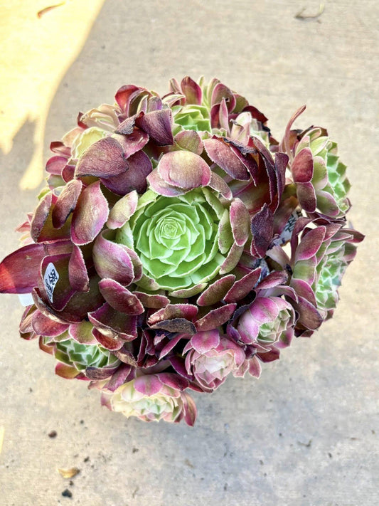 Aeonium Peacock Feather Variegated | Live Succulent Plant | Rare Imported Aeonium | Imported Plants