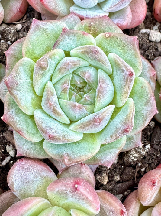 Echeveria Sunset | Live Succulent Plant | Korean Succulent | Variegated Echeveria | Imported Plants