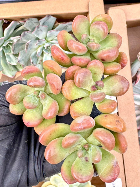 Echeveria QQ Candy | Live Succulent Plant | Korean Succulent | Rare Imported Echeveria | Imported Plants