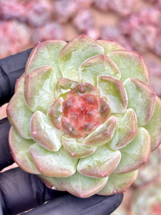 Echeveria Ice Candy Heart | Live Succulent Plant | Korean Succulent | Rare Imported Echeveria | Imported Plants