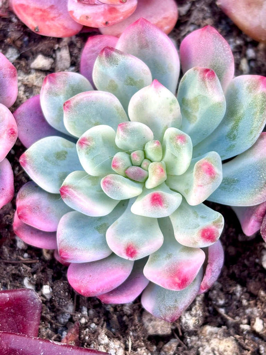 Echeveria Blue Apple Variegated | Live Succulent Plant | Korean Succulent | Rare Imported Echeveria | Imported Plants