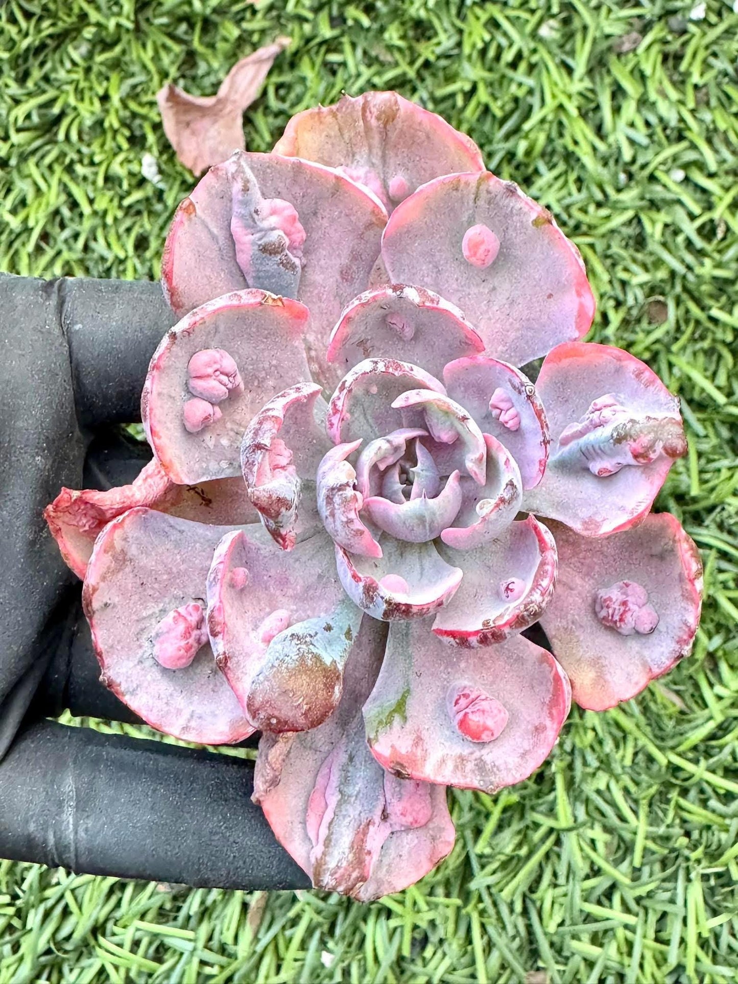 Echeveria Beyonce Variegated | Live Succulent Plant | Korean Succulent | Variegated Echeveria | Imported Plants
