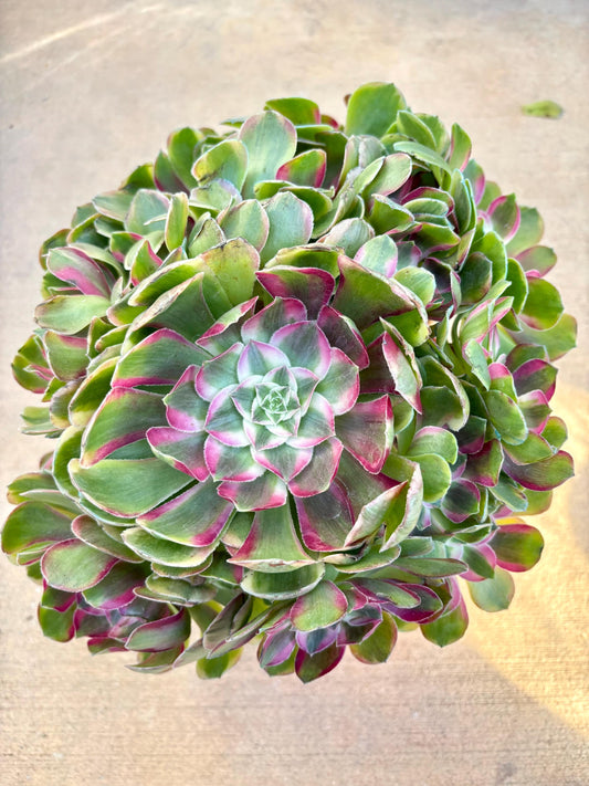 Aeonium Peacock Variegated | Live Succulent Plant | Rare Imported Aeonium | Imported Plants