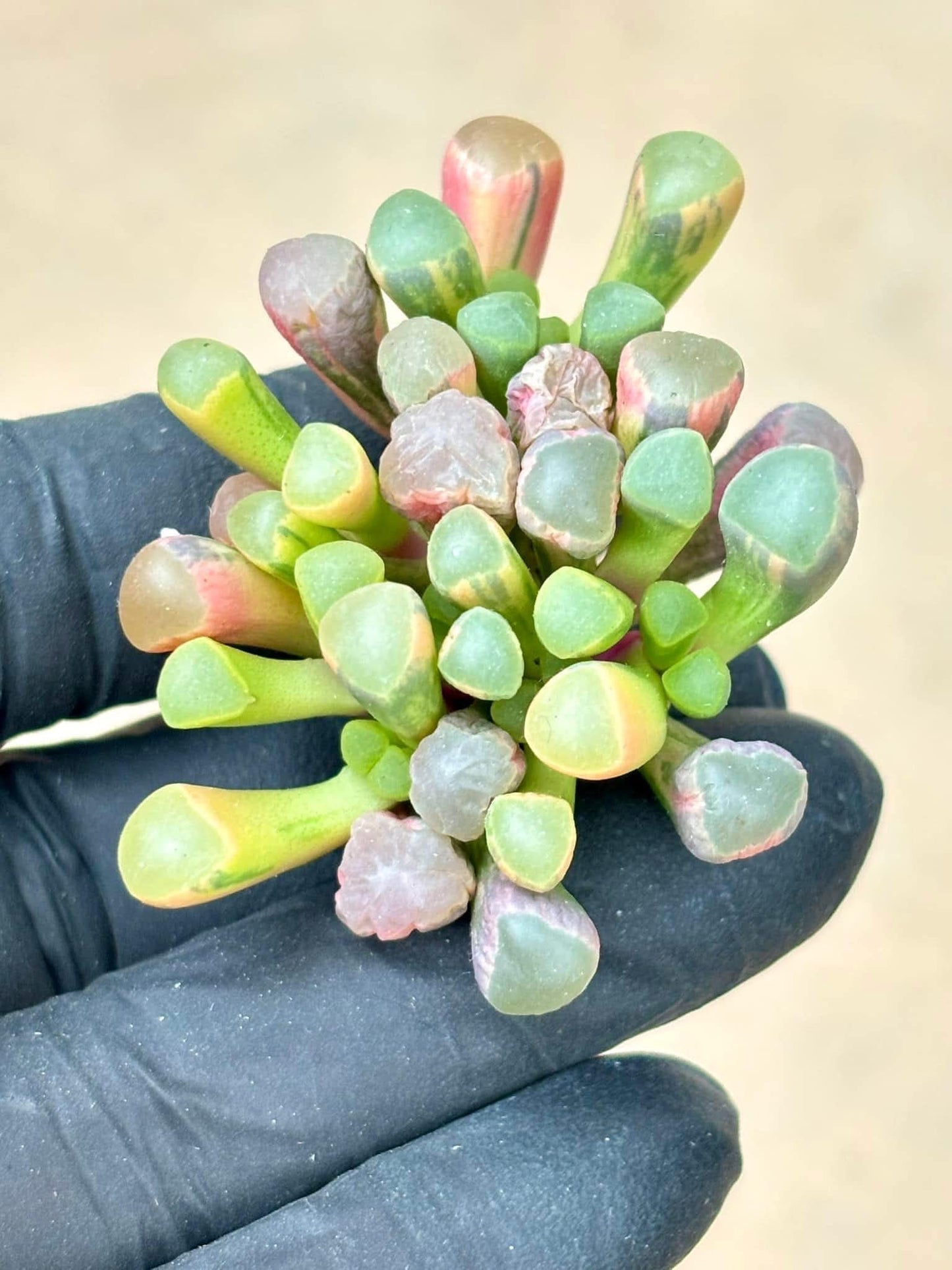 Baby Toes Variegated | Live Succulent Plant | Korean Succulent | Variegated succulent | Imported Plants