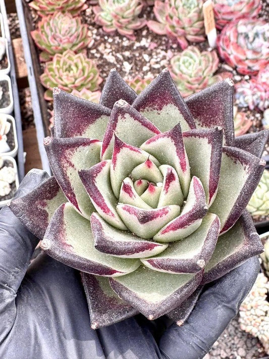 Echeveria Black Ebony | Rare Imported Succulent | Collector’s Succulent