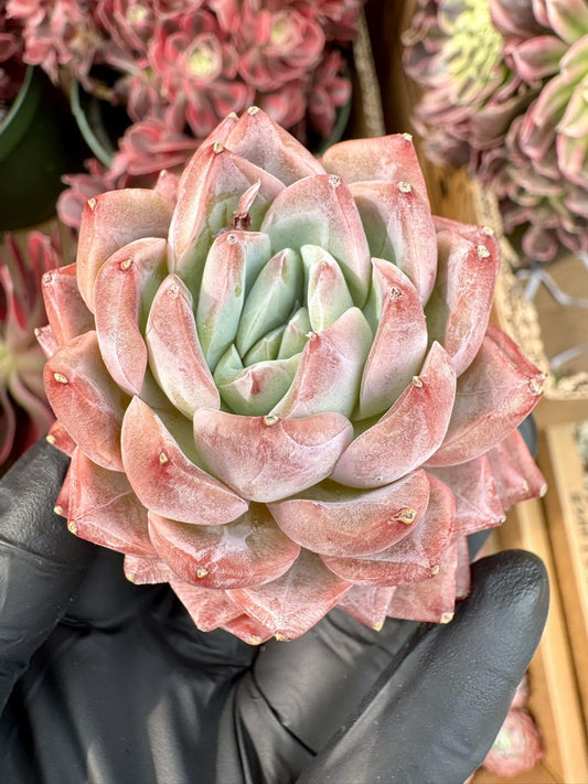 Echeveria Princess Iron | Live Succulent Plant | Korean Succulent