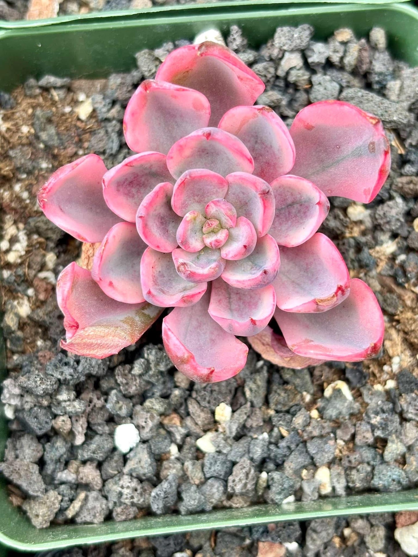 Echeveria Raindrop Variegated | Live Succulent Plant | Rare Imported Echeveria | Imported Plants
