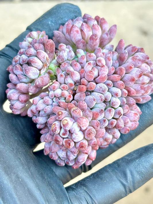Echeveria Fireworks | Live Succulent Plant | Korean Succulent | Variegated Pachyveria | Imported Plants | Echeveria Clusters