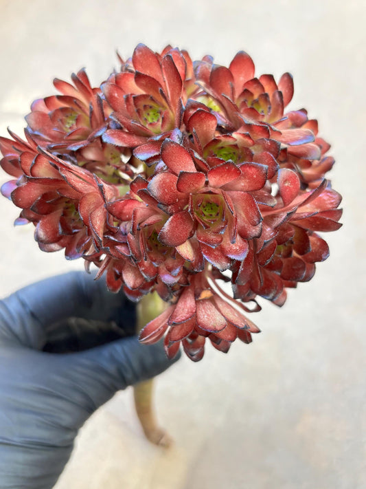 Aeonium Black Petals Variegated Lollipop | Live Succulent Plant | Korean Succulent | Rare Imported Aeonium | Imported Plants