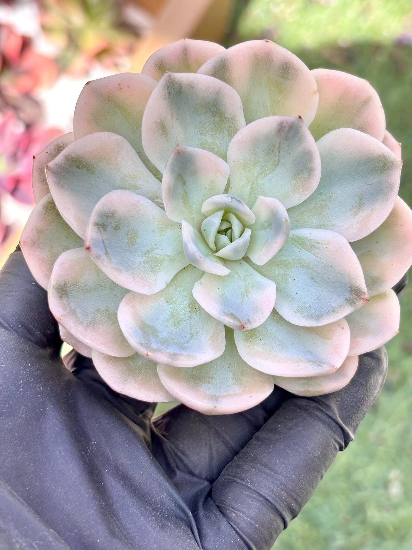 Echeveria Snowball Variegated | Live Succulent Plant | Korean Succulent | Rare Imported Echeveria | Imported Plants
