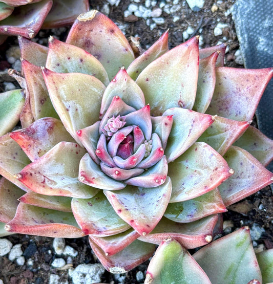 Echeveria Red Dragon | Live Succulent Plant | Echeveria Cluster | Rare Imported Echeveria | Imported Plants