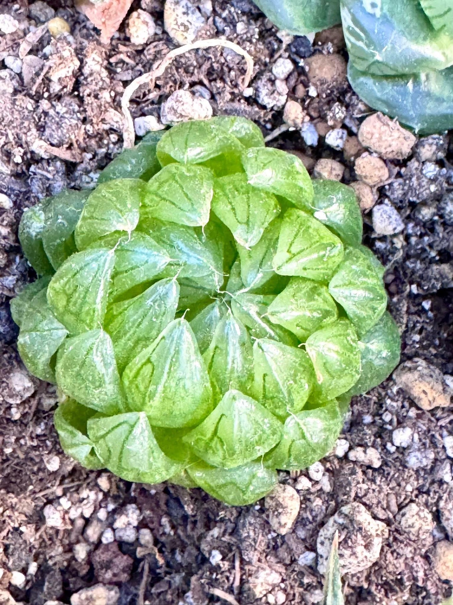 Haworthia Sakura Crystal | Live Succulent Plant | Korean Succulent | Variegated Echeveria | Imported Plants