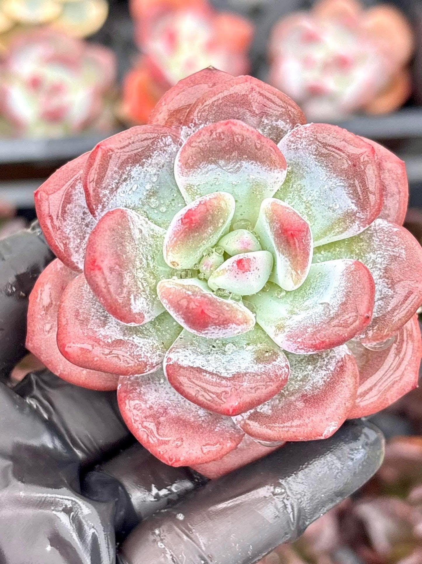 Echeveria Snow Baby | Live Succulent Plant | Korean Succulent | Rare Imported Echeveria | Imported Plants
