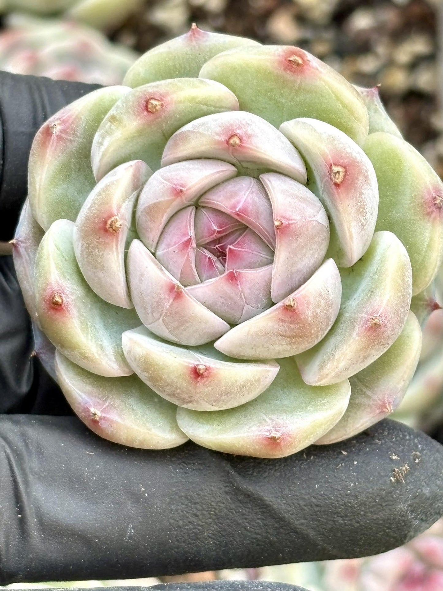 Echeveria White Night | Live Succulent Plant | Korean Succulent | Rare Imported Echeveria | Imported Plants