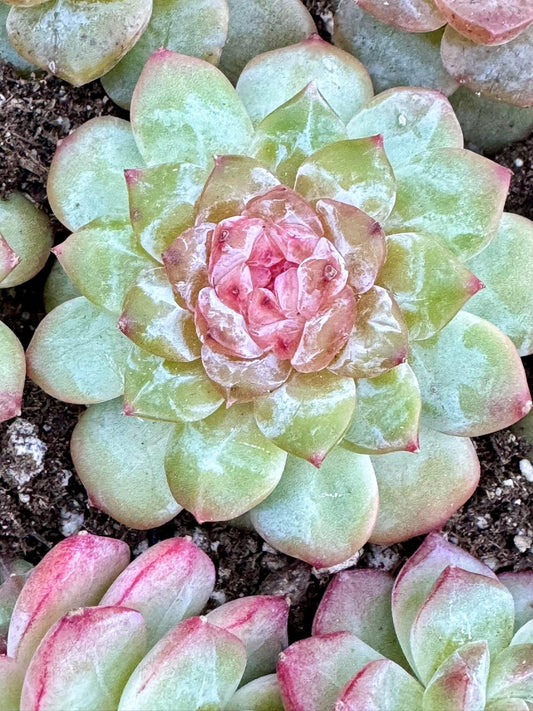 Echeveria Daisy | Live Succulent Plant | Korean Succulent | Variegated Echeveria | Imported Plants