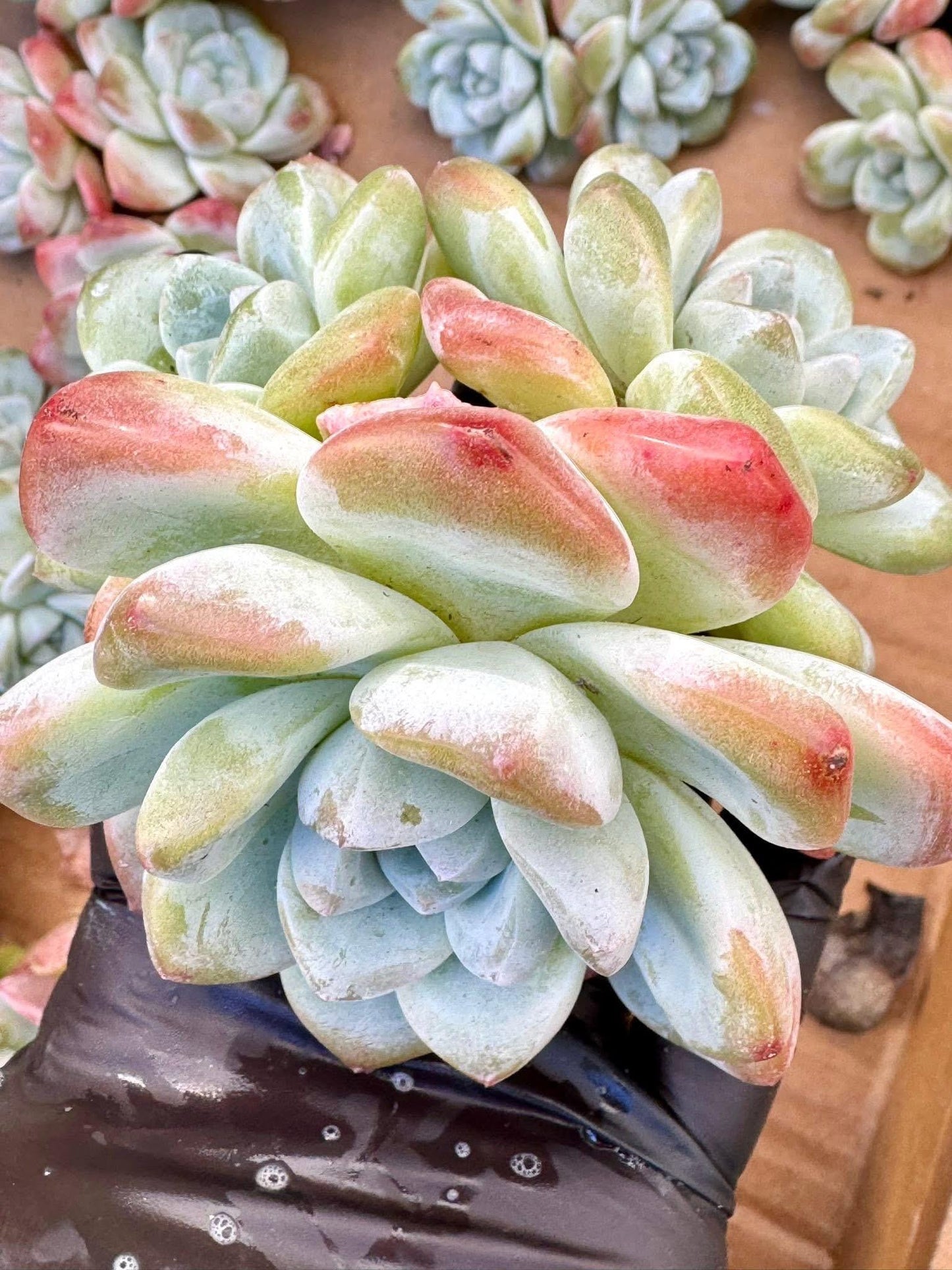 Echeveria Ice Jade | Live Succulent Plant | Korean Succulent | Rare Imported Echeveria | Imported Plants