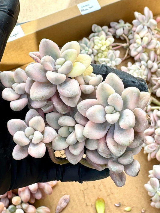 Echeveria Ellen Variegated | Live Succulent Plant | Korean Succulent | Rare Imported Echeveria | Imported Plants