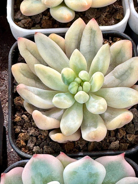 Echeveria Red Dragonfly Variegated | Rare Imported Succulent | Collector’s Succulent