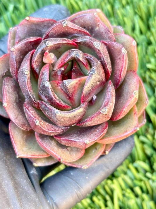 Echeveria Red Mountain | Live Succulent Plant | Korean Succulent | Variegated Echeveria | Imported Plants