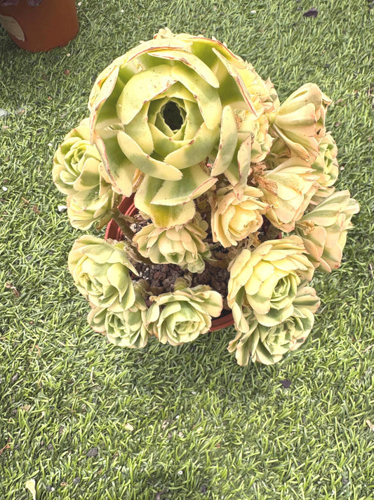 Aeonium Maybach | 10" Rare Imported Succulent | Collector’s Succulent