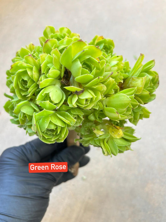 Aeonium Green Rose Variegated Lollipop | Live Succulent Plant | Korean Succulent | Rare Imported Aeonium | Imported Plants