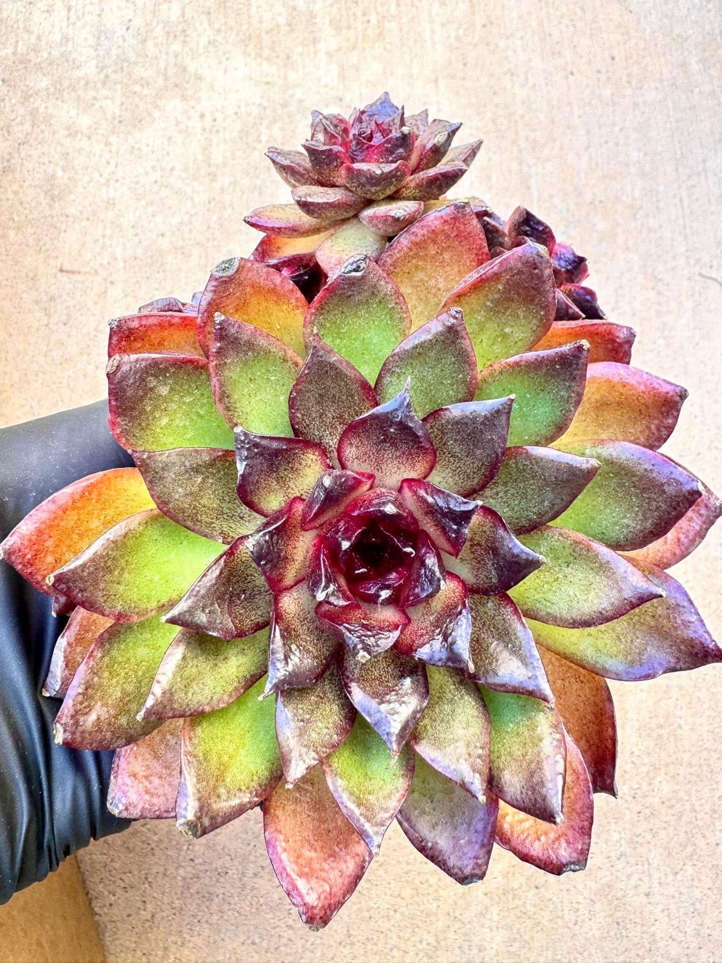 Echeveria Mysterious Emperor | Live Succulent Plant | Imported Succulent | Variegated Echeveria | Imported Echeveria