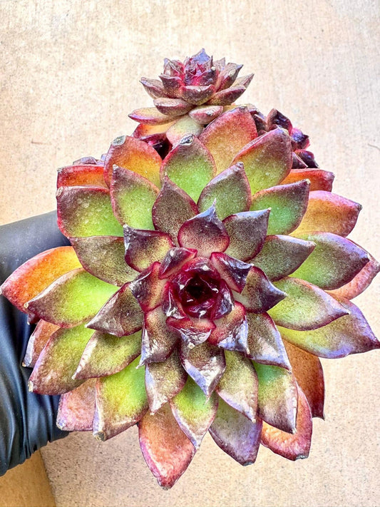 Echeveria Mysterious Emperor | Live Succulent Plant | Imported Succulent | Variegated Echeveria | Imported Echeveria