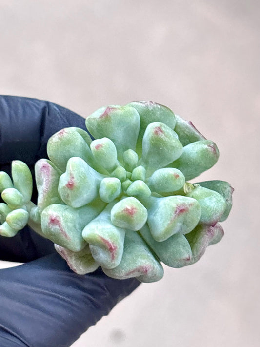 Echeveria Heartball | Live Succulent Plant | Korean Succulent | Rare Imported Echeveria | Imported Plants