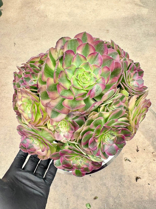 Aeonium Rotate Variegated | Live Succulent Plant | Rare Imported Aeonium | Imported Plants