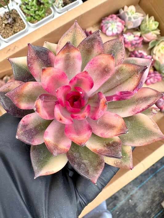 Echeveria Flame Mountain Variegated | Rare Imported Succulent | Collector’s Succulent