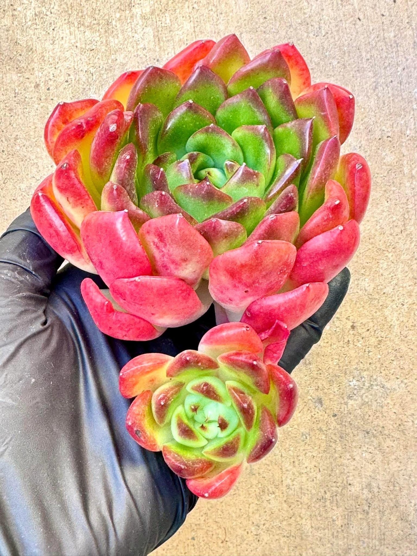 Echeveria Red Fan | Live Succulent Plant | Korean Succulent | Variegated Pachyveria | Imported Plants