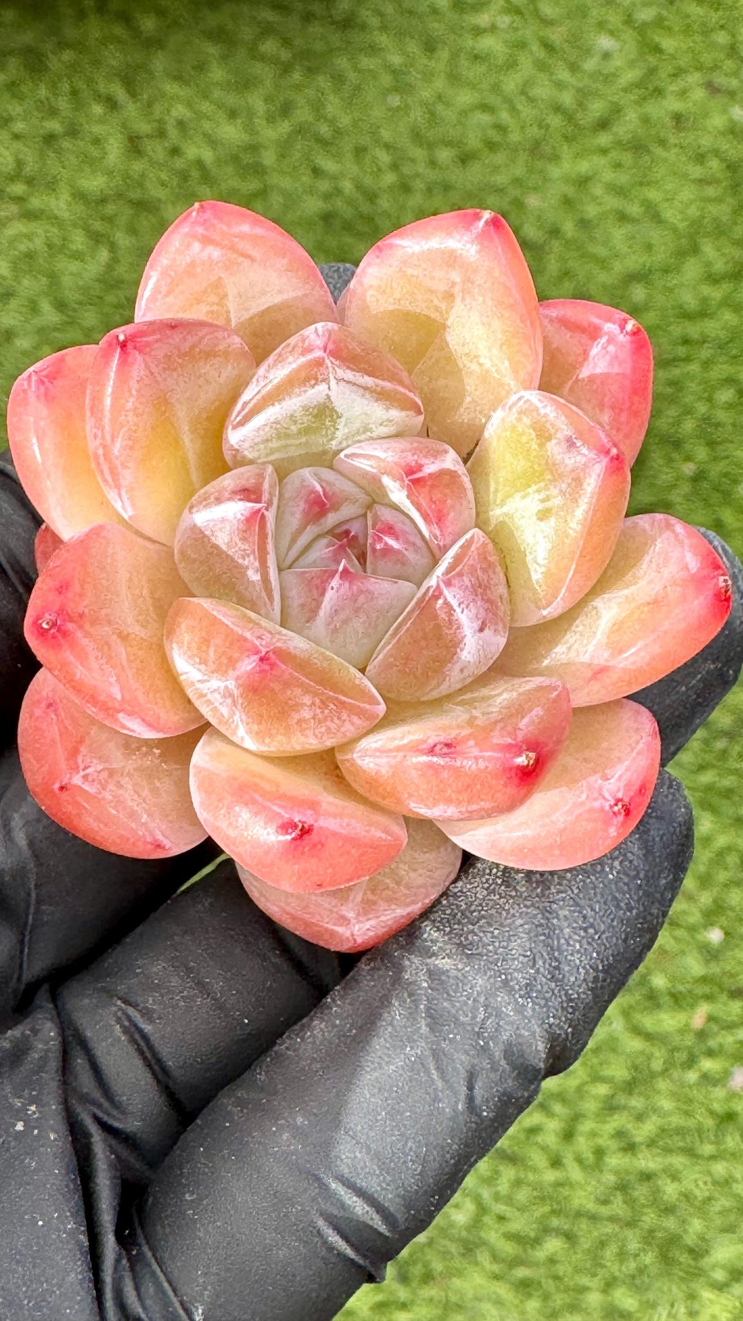 Echeveria Crystal | Live Succulent Plant | Korean Succulent | Rare Imported Echeveria | Imported Plants