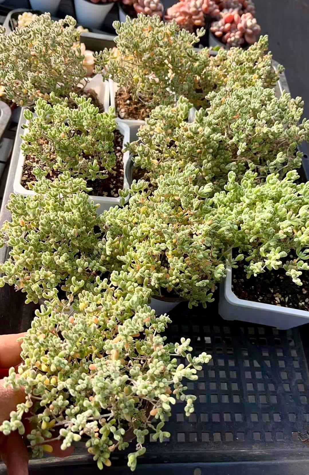 Drosanthemum Ice Crystals | Live Succulent Plant | Korean Succulent | Rare Imported | Imported Plants